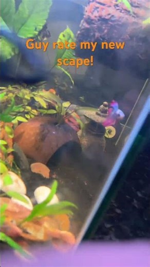 New scape! #aquarium #fishtank