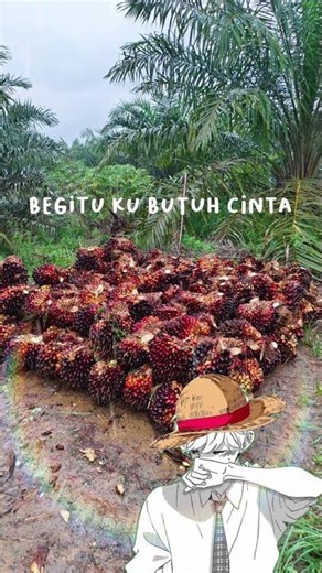 nyawit sambil ujan ujanan de bisa sukses 🫪#sawit#gajeanjaywkwksjbx