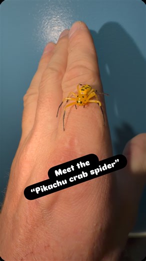 Meet the Pikachu crab spider ⚡🕷️ Not a Pokémon… but just as shocking. I am so excited to finally get to work with one of these guys. This particular one is a beautiful lady. Don’t let the cute Pokémon appearance fool you. These spiders are the ultimate ambush hunters. They love to sit atop yellow flowers blending in perfectly waiting for prey to come on by. This little lady needs a name leave a comment below with your suggestions . #pokemon #pikachu #spider #cute #adorable | John Ritchie
