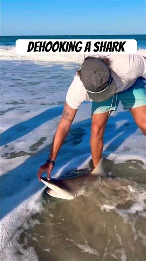‼️DEHOOK AND RELEASE‼️ #fishing #ocean #viral #beach #shark #sharkfishing