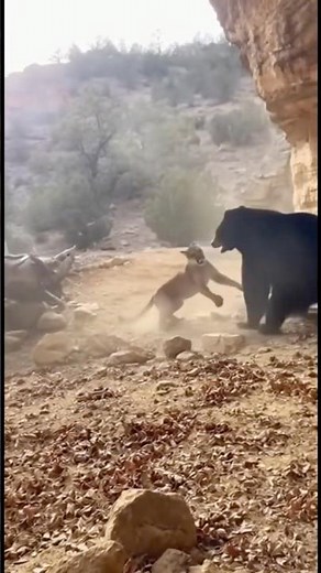 Mountain Lion vs Black Bear: The Wildest Moment Ever Caught on a Phone!