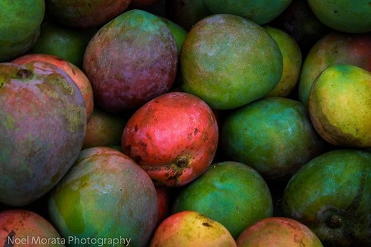 Mango season in Hawaii - This Hawaii Life
