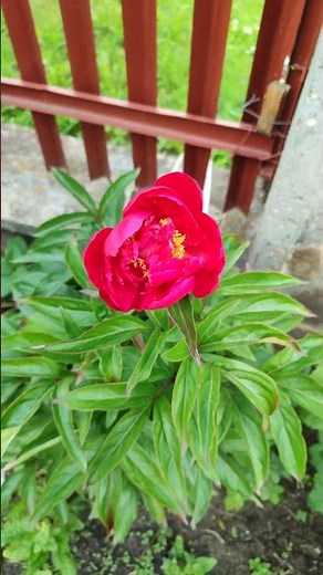 Relax.Flowers and music for the soul. #music #nature #flowers #relaxingmusic