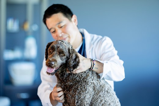 Tapeworms in Dogs: What Tapeworms Are and How To Get Rid of Them | PetMD