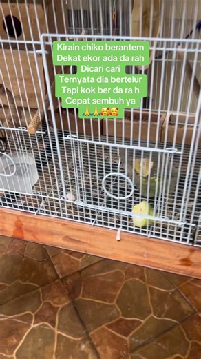 Ciri-Ciri Lovebird Bertelur dan Perawatan Setelahnya