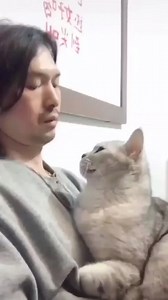 How do you recognize cat fever? . . . Follow fir more - @ask_my_cats . . . . #catfever #cathealth #cathealthtip #cattips #cat #cats #catvideo #catparent #catpet #catmom #catlover #instacat | Ask My Cats