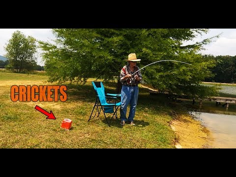 Bluegill Fishing Using Live Crickets as Bait ! ! !