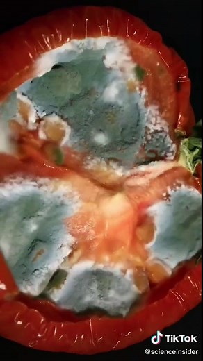 Penicillin: The Origin Story of Molding Science