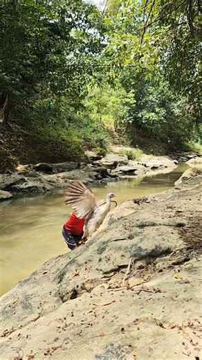 catch chicken using net but fail miserably 😱 #shortsviral #duniahewan#nature