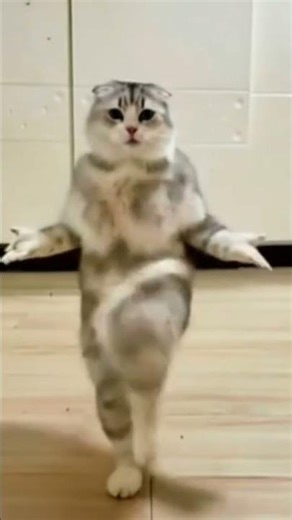 Crazy Dancing Cat Has All the Moves! 🐶💃🤣🚀