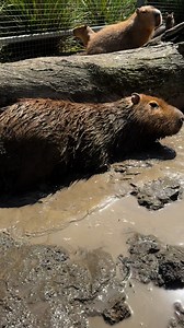 Mud baths or bubble baths? Which would you rather 🛁 Barry picked the mud 😆 #capybara | Gorge Wildlife Park
