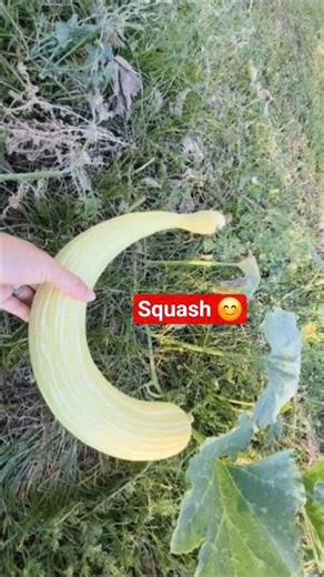 Giant squash from #outbackgardener #desertgarden