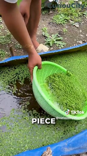 Azolla: La Planta que Duplica su Tamaño Rápidamente