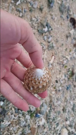 Pick Up Shells With Robin - Ez28