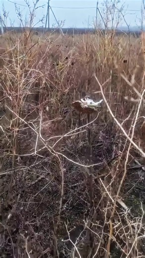 Adorable sleeping bird caught on camera 😴🐦 #CuteAnimals #SleepingBird #NatureMoments #BirdLovers #PeacefulVibes #WildlifeWonder | Binge Watch