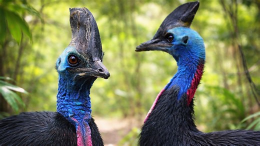 A bird that looks like a living dinosaur
