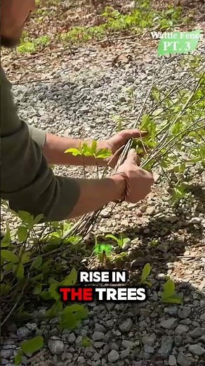 How to Weave and Braid Trees for Ancient-Style Garden Fencing