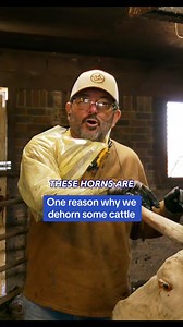 2.2M views · 21K reactions | There’s lots reasons and ways to dehorn your cattle, here’s a quick tip on it. And yes, cows can have horns, not just bulls. You’d be surprised how many comments we get thinking it’s bulls only  #rutherfordlandandcattle #ranchcattle #farmlife #aggear #agribusiness #agriculture #ranch #usda #farmanimals #hornedcattle | Rutherford Cattle | Facebook