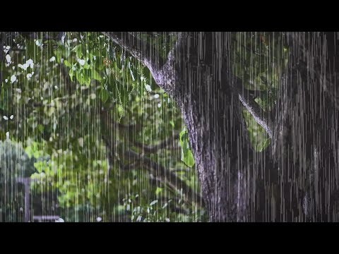 Calming Rainfall on Old Forest Tree – Peaceful Nature Ambience for Sleep & Relaxation | 8 Hours