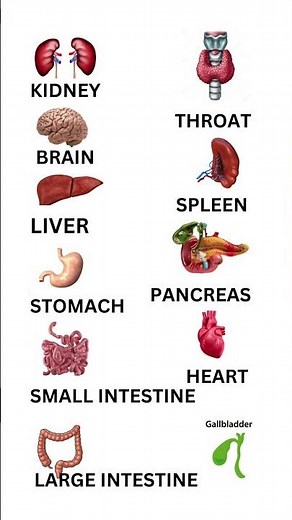internal organs of human body