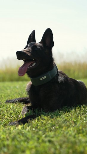 Travel without worrying your dog will run off in an unfamiliar place. SpotOn makes it easy to create reliable fences anywhere you go in minutes. We’re the only GPS dog fence with an active dual-feed antenna that works everywhere, even under heavy tree cover. | SpotOn Fence | Facebook