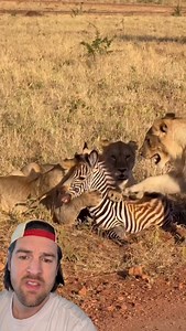 Lions save baby zebra who got lost from its mom | Scott Whitehead