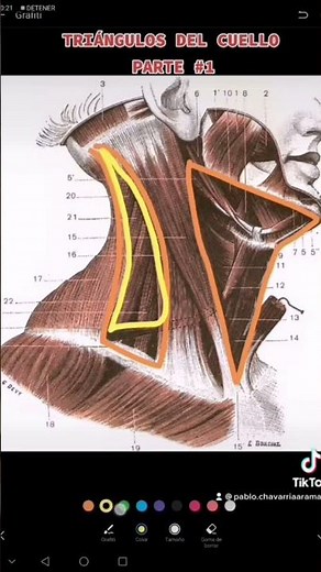 Triángulos del cuello #1