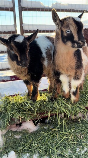 Take Home Love from Nigerian Dwarf Goats
