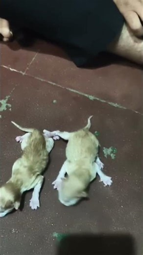 our cat gives birth to 10 kittens💞💞🥰🥰