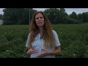 Cotton Disease ID and Management