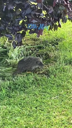 A hedgehog is having a daily stroll in our garden. #birdsong #nature #countrygarden #hedgehog