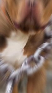 Most Muscular Dogs 💪 🐶 #dog #animals #musculardogs #fyp #richyvidz #dogsoftiktok | Animal Lover