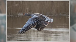 Where Do Geese Lay Eggs?
