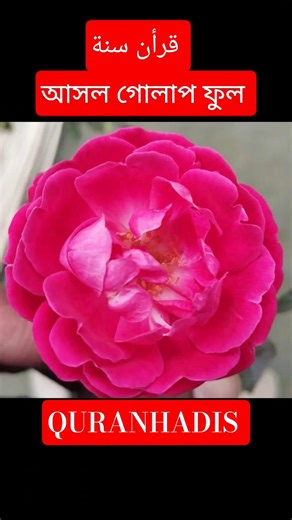 QURANHADIS قرأن سنة আসল গোলাপ ফুল