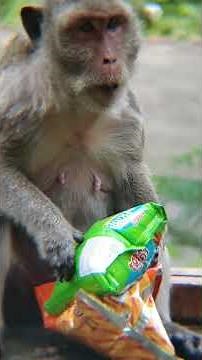 Monkey Lifestyle in forest on the mountains