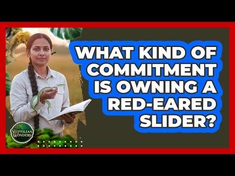What Kind Of Commitment Is Owning A Red-Eared Slider?