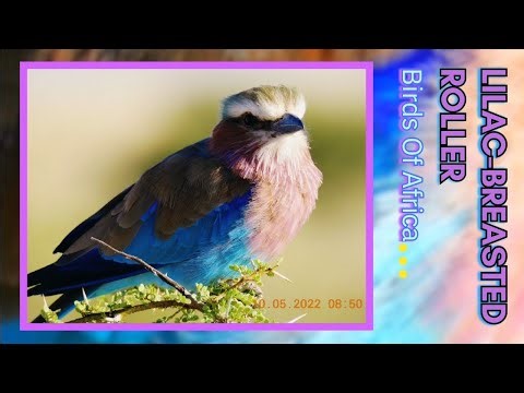 LILAC-BREASTED ROLLER - African Bird