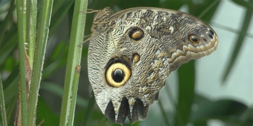 Florida Museum of Natural History’s Butterfly Rain Forest Celebrates 20th Anniversary