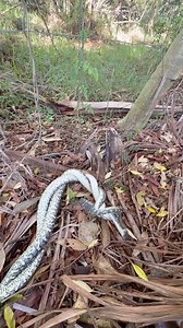 14K views · 127 reactions | A pair of beautiful male pythons in combat! Josh sat patiently and enjoyed watching their fight that had a very anticlimactic ending! This ritual is very important to snakes when on the search for a mate and can go for hours! #coastalcarpetpythons #breedingseason #snakesincombat | Moreton Bay & Brisbane Snake Catchers 24/7 | Facebook