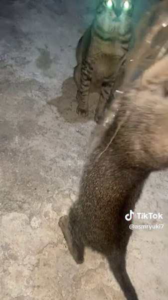 Discover the Unique Alien Cat Phenomenon