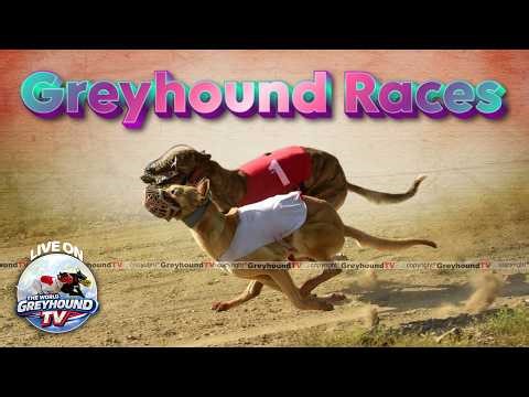 🔴LIVE | WORLD GREYHOUND DOG RACING | FLAT RACE 440 Feet 2026/03/16 #57