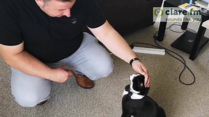 5.6K views · 49 reactions | ***WATCH*** Earlier this week, Colum from The Colum McGrath Breakfast visited Frankie the cat and his owner Elena in Miltown Malbay. Frankie is Clare's representative in the Nose of Tralee!! You can vote for Frankie by checking out the Facebook page at Pet Sitters Ireland - Pet Sitting & Dog Walking Services | Clare FM | Facebook