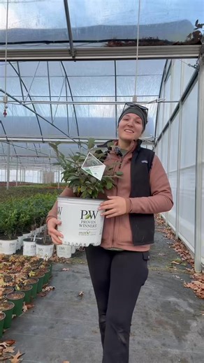 Here is one of Proven Winners ColorChoice Flowering Shrubs incheck plants⬇️⬇️ #gardeningtips #greenhouselife #alabamanursery #wholesale #landscape #garden #wholesalers #shrubs #provenwinnersplants #provenwinners #plants #plantsofinstagram | The Nursery at Hurricane Creek