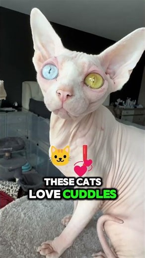 The 3 Most Fascinating Cat Breeds!😺😺 #wildlife #animals #cat