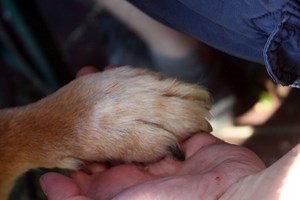 Interspecies communication - Alchetron, the free social encyclopedia