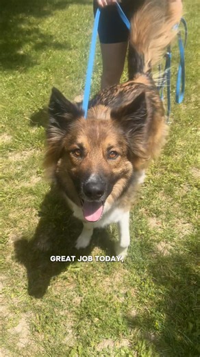 Virtual client BEAM, comes to the big city #reactivedog #virtualdogtraining #torontodogs #reactivedog #dogtraining