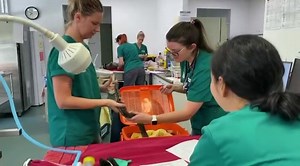 108K views · 145 reactions | WOW!!! Look at those carpet python eggs!...