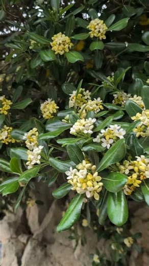#pittosporumtobira #chinesischerklebsame #海桐 #海桐花 #pittosporum #mockorange #japanesepittosporum