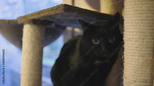 Moving close-up of black cat lying down in indoor scratching tree