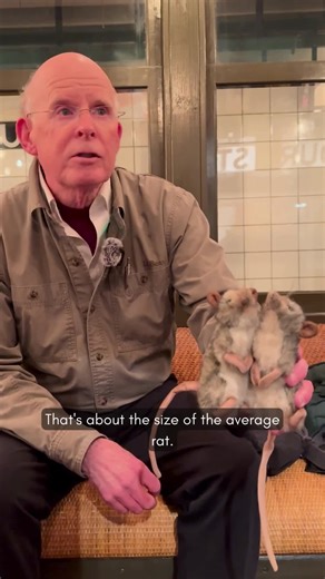 🍕🐀 Join us Thursday, February 26 for “Pizza Rat Debunked” at the #NYTransitMuseum in Downtown Brooklyn! Learn more about the science of rodent behavior. Purchase tickets at nytransitmuseum.org/program/pizza-rat-debunked. #DidYouKnow city rodents are far more at home in spaces outside subway stations? This is thanks to decades of targeted trash-management strategies by the Metropolitan Transportation Authority - MTA and the NYC Department of Health and Mental Hygiene. Curious to find out more? 